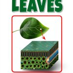Childrens Botany Book by Rourke Media Kindle eBook-0