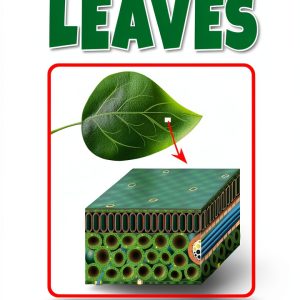 Childrens Botany Book by Rourke Media Kindle eBook-0